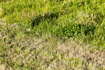 meadow field