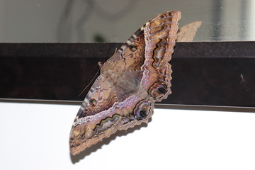 Mariposa gigante cafe con ojos y garras en las alas