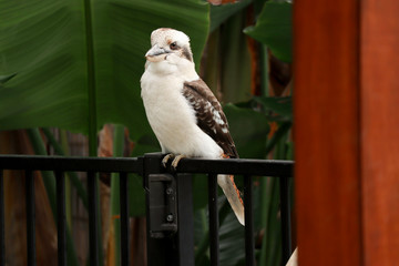 Beautiful Australian Kookaburra sitting on a fence.