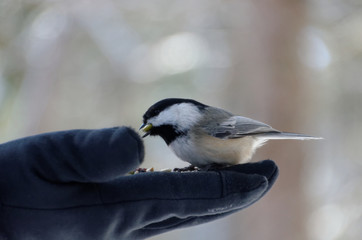 Black-capped Chickadee (Poecile atricapillus)