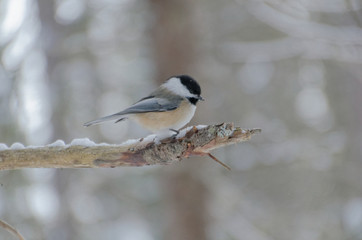 Black-capped Chickadee (Poecile atricapillus)