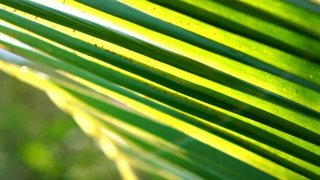 Bright exotic tropical greens in the jungle forest. Natural texture with juicy leaves. Sunlight on the palm leaf. slow motion, macro close up. 