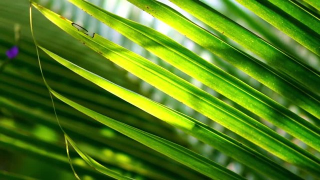 coconut leaf or palm leaf, green background scene. Nature, summer, tropical vacation concept.
