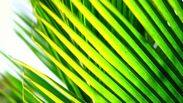 Blur tropical green palm leaf with sun light, abstract natural background. Defocused Lush Foliage, veines, striped exotic fresh juicy leaves in shadow. 