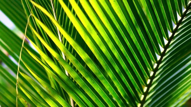 stunning nature of amazonian forests. close-up of a palm leaf. Nature, summer, tropical vacation concept.