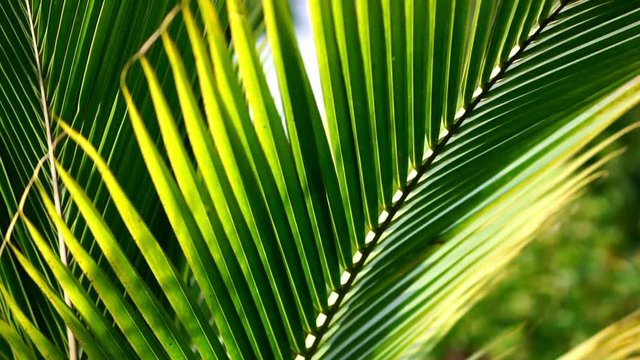 Close-up shot of green palms plant grows in forest jungle. Concept of travel to exotic tropical destinations.