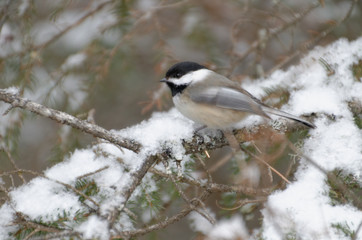 Black-capped Chickadee (Poecile atricapillus)