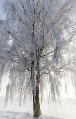 birch snow sunshine