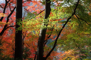香嵐渓の紅葉と青葉