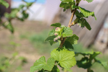 Spring flowering of black currant in the garden