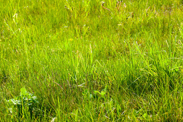Green grass, close-up