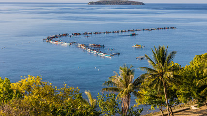 Oslob Whale Shark Watching, Fishermen feed gigantic whale sharks ( Rhincodon typus) from boats in the sea in the Oslob, Cebu, Philippines.