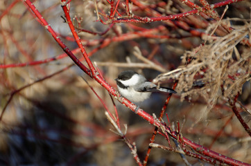 Black-capped Chickadee (Poecile atricapillus)