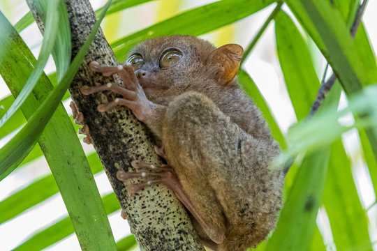 Tarsier monkey the world's smallest, The Philippine tarsier (Carlito syrichta) is a species of tarsier endemic to the Philippines. It is one of the smallest known primates, Bohol Island.