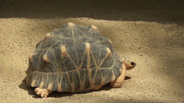 ホウシャガメ、カメ、マダガスカルホシガメ / The radiated tortoise, Astrochelys radiata, sunbathing under the sun, 4K
