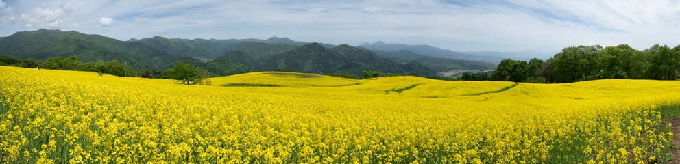 福島県三ノ倉高原　菜の花畑