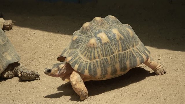ホウシャガメ、カメ、マダガスカルホシガメ