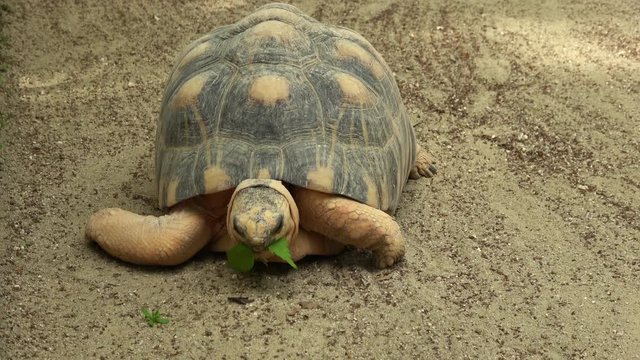 ホウシャガメ、カメ、マダガスカルホシガメ / The radiated tortoise, Astrochelys radiata, eating the plant material, 4K
