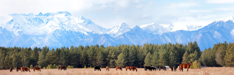 Panoramic view of a herd of horses grazing in Tunka foothill valley in the background of the snow-capped mountains of the Eastern Sayans. Beautiful rural landscape