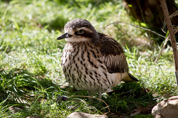 a bush stone curlew resting