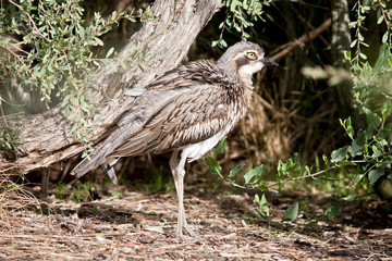 side view of a bush stone curlew