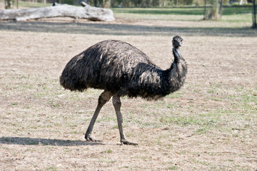 an Australia emu walking in a paddock