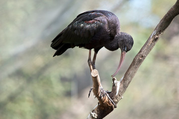 this is a glossy ibis