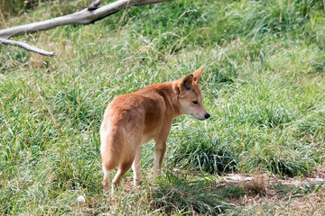 the golden dingo walking in the grass