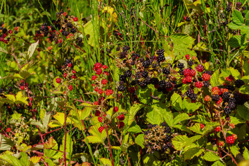 berries of brambles on bush