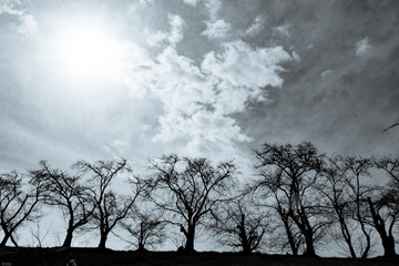 大空と並木のある風景