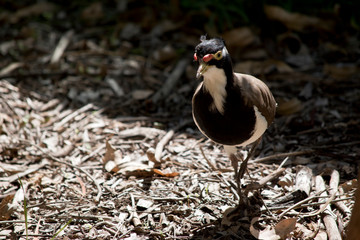 the banded lapwing is walking across the forest