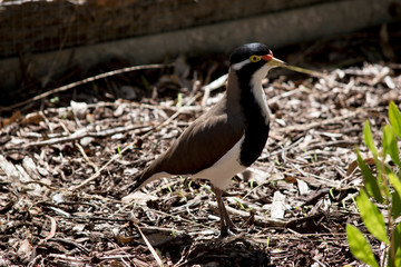 a close up of a banded lapwing