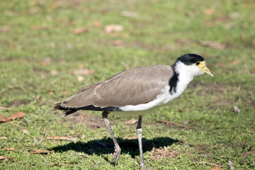 this is a side view of a masked lapwing