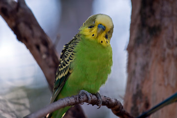 a green and yellow budgerigar or parakeet