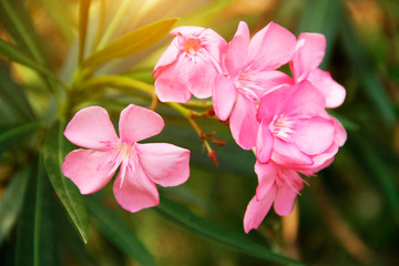 Pink oleander on a green background