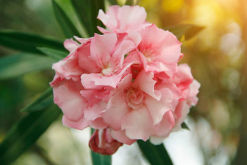 Fototapeta na wymiar Pink oleander on a green background