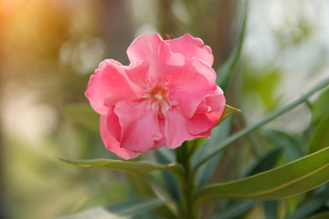 Pink oleander on a green background