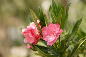 Pink oleander on a green background