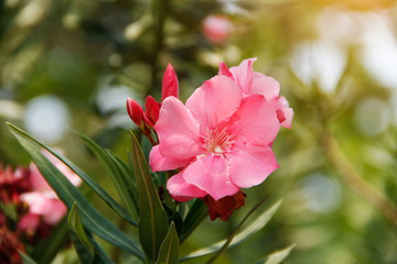 Pink oleander on a green background