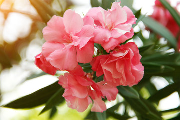 Pink oleander on a green background