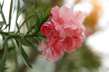 Pink oleander on a green background