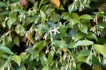 ヘネラリフェ庭園