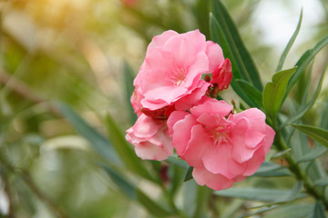 Pink oleander on a green background