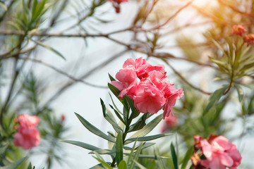 Pink oleander on a green background