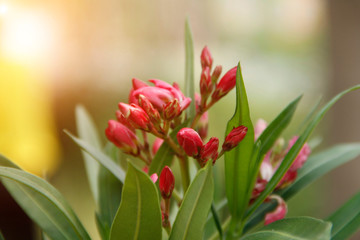 Pink oleander on a green background