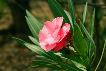 Pink oleander on a green background