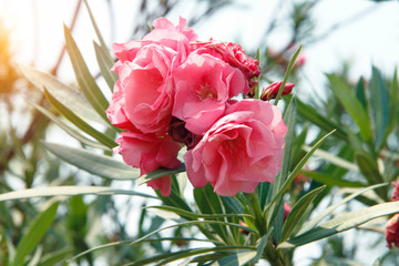 Pink oleander on a green background