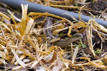 Garden Snake