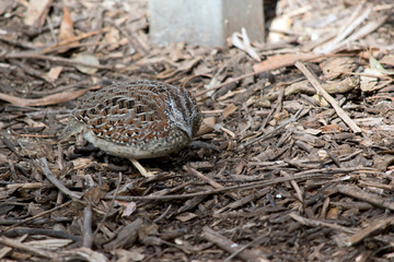a small quail looking for food