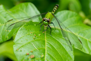 Front view of a female eastern pondhawk  perching on the edge of a leaf in the greenery at Yates Mill County Park in Raleigh North Carolina.